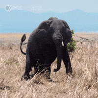 Tired Mom GIF by Nature on PBS