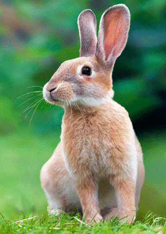 rabbit GIF