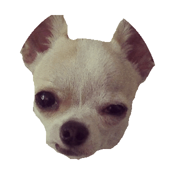 dog gue Sticker