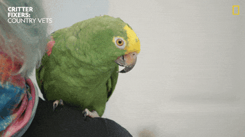 National Geographic Dance GIF by Nat Geo Wild