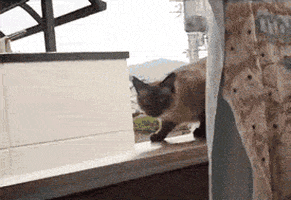Szifon giphyupload GIF