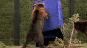 angry sick of it all GIF by Nat Geo Wild 