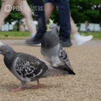 New York Nyc GIF by Nature on PBS