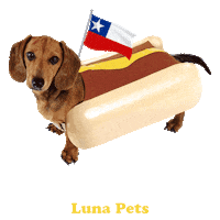 lunapets dog perro luna september Sticker