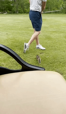 Squirrel Tags Along For 16 Holes at Golf Course