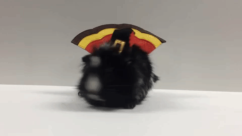 Animated GIF