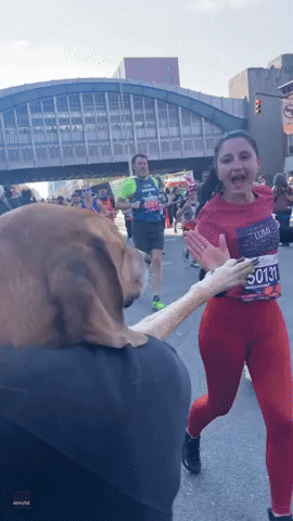 Dog 'High-Fives' Runners at the NYC Marathon