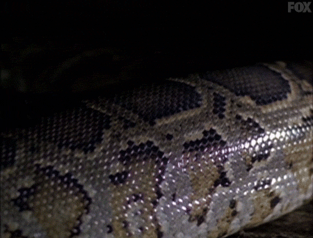 x files GIF by The X-Files