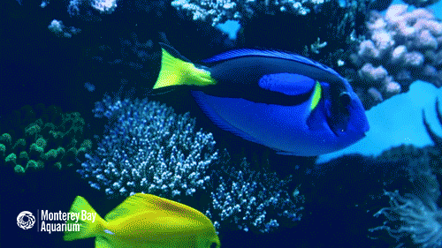 finding nemo fish GIF by Monterey Bay Aquarium