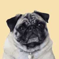 Petfriendly GIF by Amora Pug Brasil
