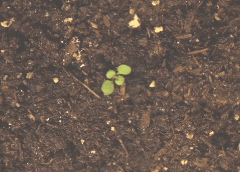 News Sebrae – Edição 62 - GIF de planta crescendo.