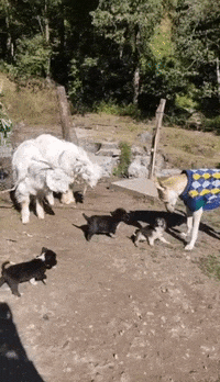 purinaindia  GIF