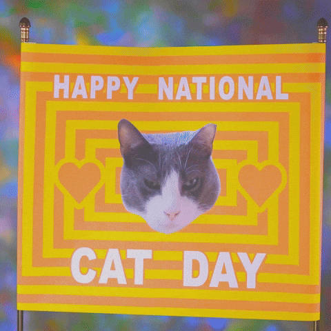 Cat Day GIF by Spaghetti