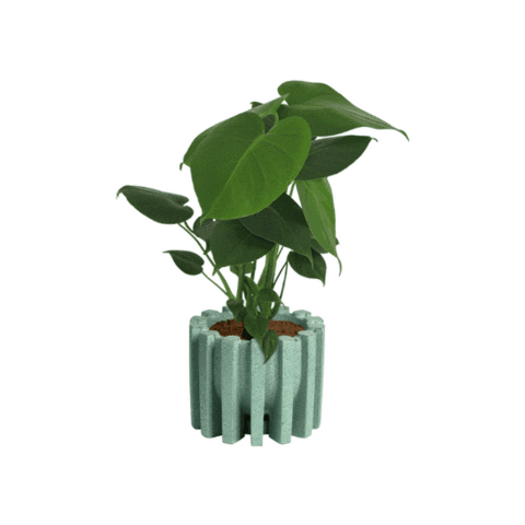 San Luis Plants Sticker by Bonito