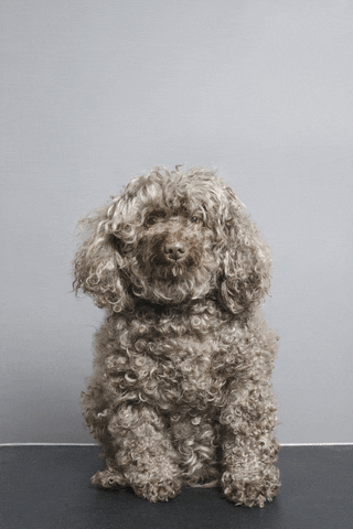 Dog grooming with dryer