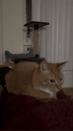 Cat GIF