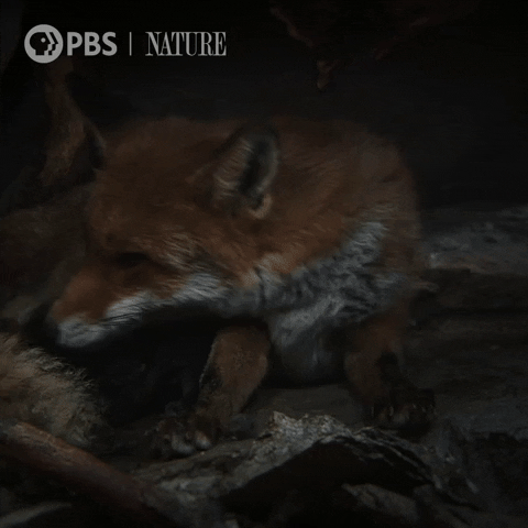 Pbs Nature Fox GIF by Nature on PBS