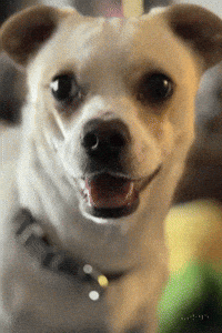 Happy Puppy GIF by Maryanne Chisholm - MCArtist