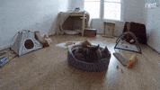 googlenest caughtonnestcam GIF