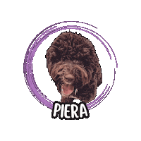 Lagotto Romagnolo Sticker by Asilo per cani Dog'sMind