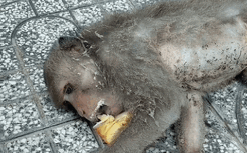 cuteanimalland giphyupload GIF