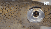 marine biology news GIF by NowThis 