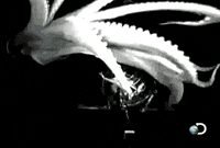 kraken GIF