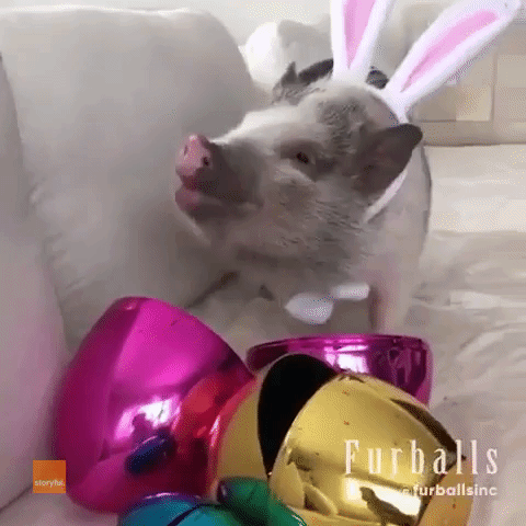 Pig Enjoys Easter Festivities