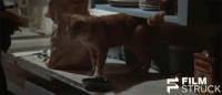 robert altman cat GIF by FilmStruck