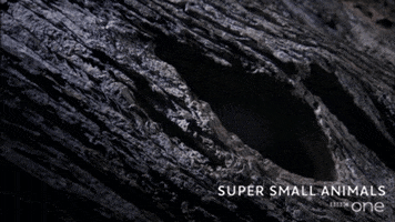 bbc cute animal bbc creature GIF