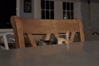 Wild Cat GIF