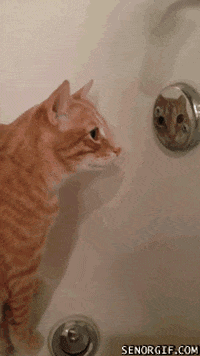 Cats Mirrors GIF