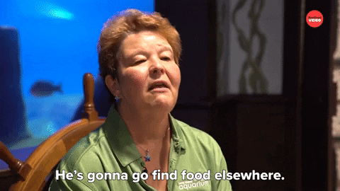 Shark Week Sharks GIF by BuzzFeed