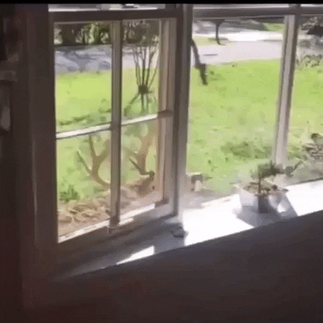 gif-vif giphyupload gifvif scaring off deer GIF