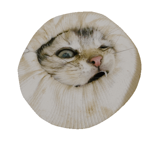 Syhaa Sticker