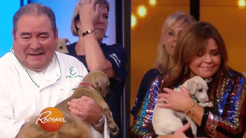 dog GIF by Rachael Ray Show