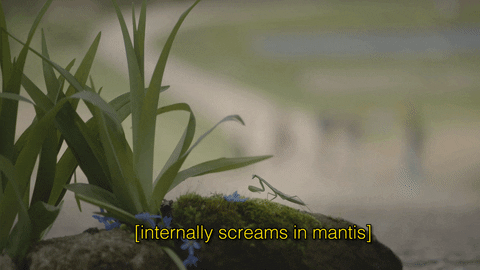 kpkaszu giphyupload rock scream screaming GIF