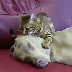 sleep GIF