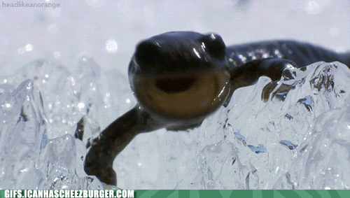 salamander GIF by Cheezburger