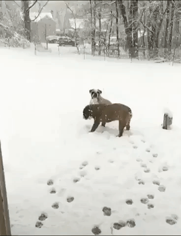 Pennsylvania Bulldog Catches Snowflakes During Nor'easter