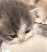 hungry cat GIF by TikTok