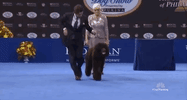 national dog show 2018 GIF by NBC