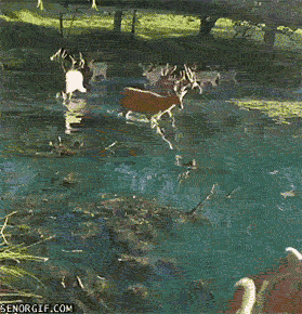 fantasy deer GIF