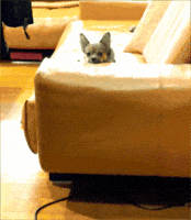 chris83811 dog chi 狗 zaco GIF