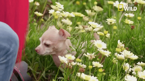 pupparazzi puppy potty face GIF by Nat Geo Wild