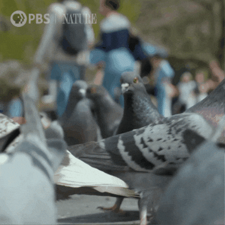 Explore New York City GIF by Nature on PBS