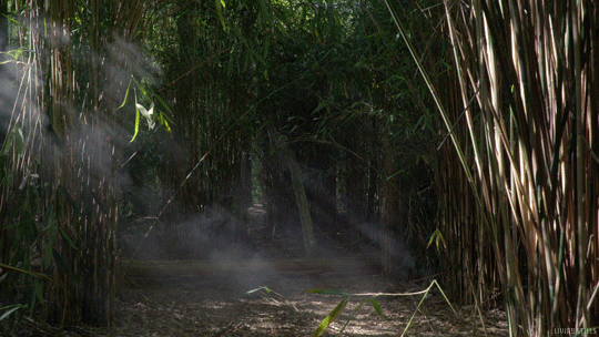 smoke forest GIF by Living Stills
