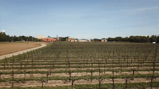 University Of California Wine GIF by UC Davis