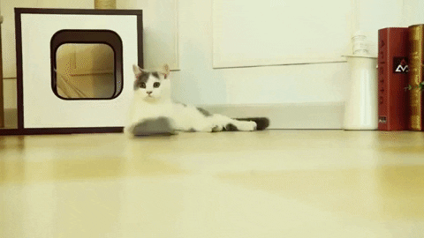 aleksandrsborscevskis giphygifmaker GIF