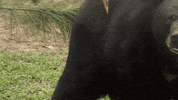 animalsasia vietnam tet animalsasia GIF